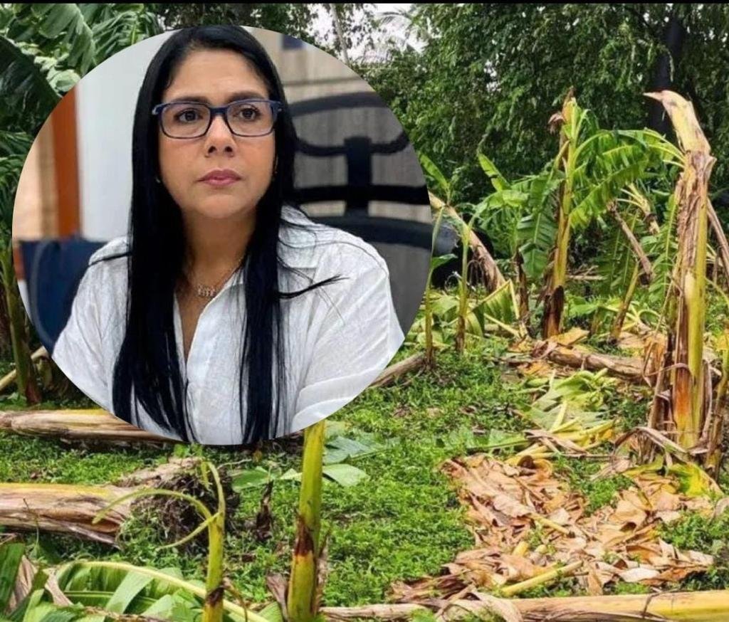 ¡Irresponsabilidad que terminó en los tribunales! Alcaldía de Zona Bananera es obligada a atender en 72 horas a productores afectados por los vendavales