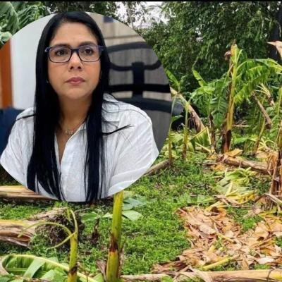 ¡Irresponsabilidad que terminó en los tribunales! Alcaldía de Zona Bananera es obligada a atender en 72 horas a productores afectados por los vendavales