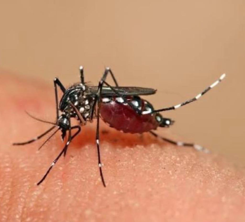 Casos de dengue en Santa Marta aumentan más de un 300 %